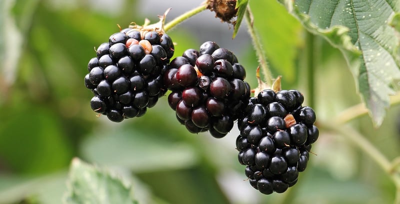 Edible plants guide