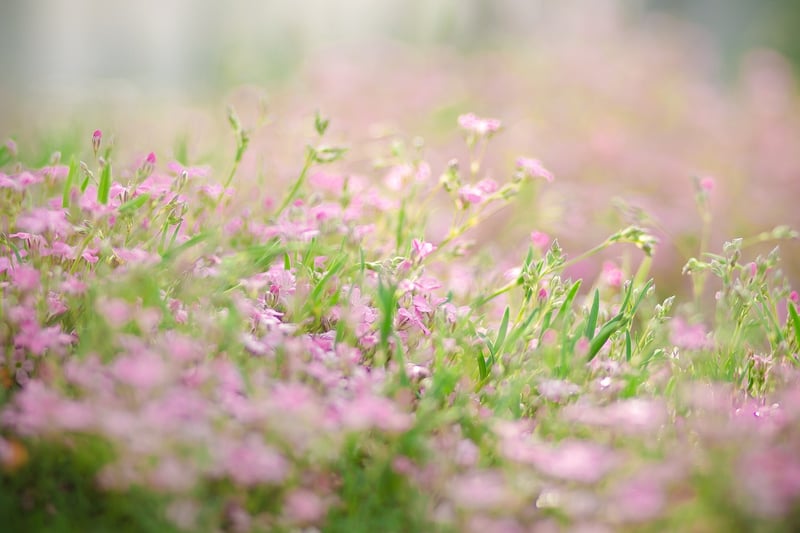 Colorful Flower Border